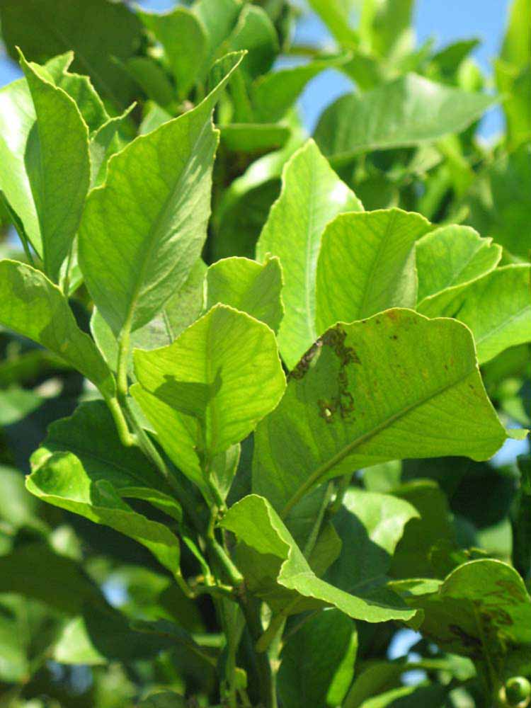              Sun leaves (Winter Haven, FL)       